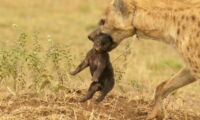 Female hyena with snare injuries carries her cub in the Serengeti (photo: Sonja Metzger/Leibniz-IZW