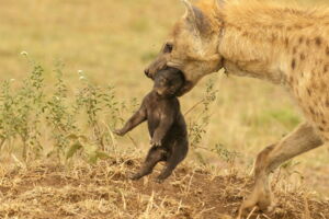 Female hyena with snare injuries carries her cub in the Serengeti (photo: Sonja Metzger/Leibniz-IZW Female hyena with snare injuries carries her cub in the Serengeti (photo: Sonja Metzger/Leibniz-IZW