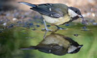 Great tit (Parus major); Copyright: Bernard Castelein