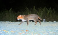 Flat-headed cat: camera-trapped in Tangkulap Forest Reserve, Sabah, Malaysian Borneo on 18 March 2009. Credit: Mohamed & Wilting/IZW, SFD, SWD