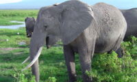 African elephant