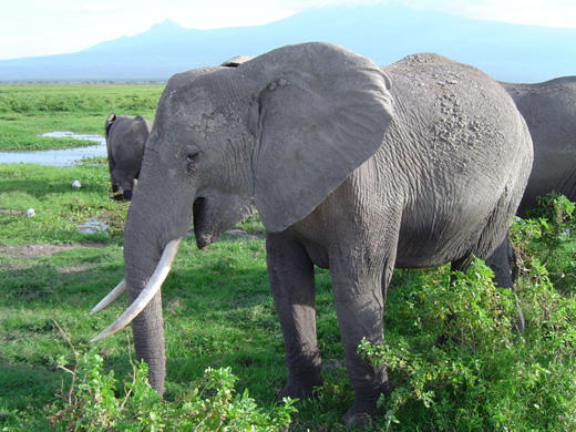 African elephant