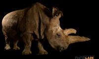 The northern white rhino Nabiré, a 32-year-old female at ZOO Dvůr Králové, sadly died on 27th July, 2015. Photo: Joel Sartore