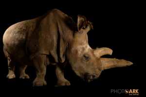 The northern white rhino Nabiré, a 32-year-old female at ZOO Dvůr Králové, sadly died on 27th July, 2015. Photo: Joel Sartore The northern white rhino Nabiré, a 32-year-old female at ZOO Dvůr Králové, sadly died on 27th July, 2015. Photo: Joel Sartore
