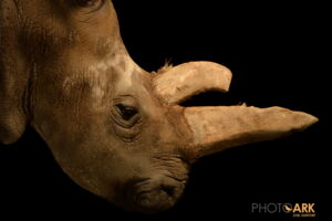 Northern White Rhino. Photo: Joel Sartore Northern White Rhino. Photo: Joel Sartore