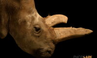 Northern White Rhino. Photo: Joel Sartore