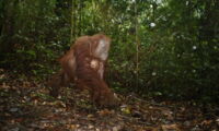 Orangutan. Photo: Andrew Hearn & Joanna Ross