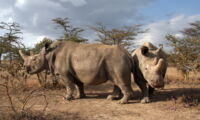 Najin and Fatu, the last two remaining Northern White Rhinoceroses. Photo: Jan Stejskal