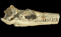 3D reconstruction of a thalattosuchian skull. image: G. Fritsch