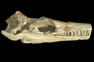 3D reconstruction of a thalattosuchian skull. image: G. Fritsch 3D reconstruction of a thalattosuchian skull. image: G. Fritsch