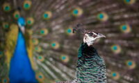 Photo: Rudis-Fotoseite.de & pixelio.de