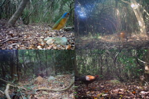 A glimpse of the faunal diversity of Nui Chua National Park in Viet Nam (photos by Leibniz-IZW)