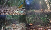 A glimpse of the faunal diversity of Nui Chua National Park in Viet Nam (photos by Leibniz-IZW)