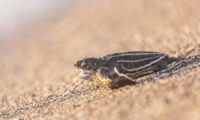 A leatherback sea turtle hatchling on its way back to the ocean (photo: Christian Del Rosario)