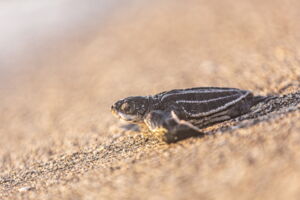 A leatherback sea turtle hatchling on its way back to the ocean (photo: Christian Del Rosario)