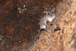 A rodent of the Melomys genus (photo by Carlos Bocos) A rodent of the Melomys genus (photo by Carlos Bocos)