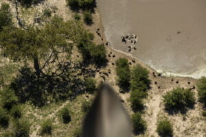 A vulture's view into the ecosystem (composite image, photos by Jon A. Juarez)
