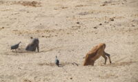 Animals digging waterholes in Ruaha National Park (Tanzania). Photo: Claudia Stommel