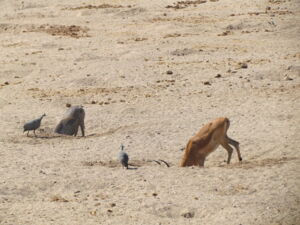 Animals digging waterholes in Ruaha National Park (Tanzania). Photo: Claudia Stommel