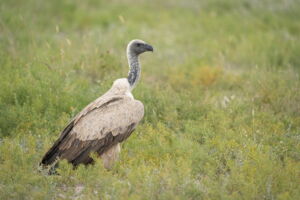 African white-backed vulture (Gyps africanus). Photo: Jan Zwilling African white-backed vulture (Gyps africanus). Photo: Jan Zwilling