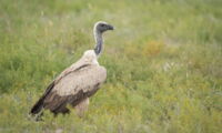 African white-backed vulture (Gyps africanus). Photo: Jan Zwilling