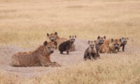 Spotted hyena female with offspring (photo: Oliver Höner/Leibniz-IZW)