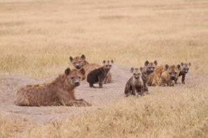 Spotted hyena female with offspring (photo: Oliver Höner/Leibniz-IZW) Spotted hyena female with offspring (photo: Oliver Höner/Leibniz-IZW)
