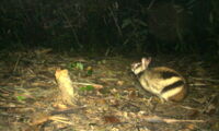Annamite striped rabbit (photo: Leibniz-IZW & WWF-Viet Nam & Song Thanh National Park)