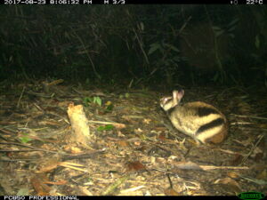 Annamite striped rabbit (photo: Leibniz-IZW & WWF-Viet Nam & Song Thanh National Park) Annamite striped rabbit (photo: Leibniz-IZW & WWF-Viet Nam & Song Thanh National Park)