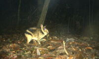 An Annamite striped rabbit captured by a camera trap (Photo: Leibniz-IZW / WWF-Vietnam CarBi Project / Hue Saola Nature Reserve)