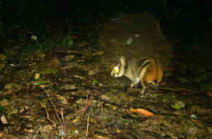 Anamite striped rabbit (Foto: WWF CarBi Project / Bach Ma NP) Anamite striped rabbit (Foto: WWF CarBi Project / Bach Ma NP)