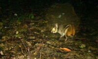 Anamite striped rabbit (Foto: WWF CarBi Project / Bach Ma NP)