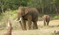 Asian elephant, Authors: Priya Davidar & Jean-Philippe Puyravaud