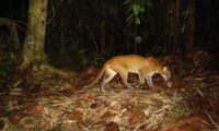 Asian golden cat. (C) WWF-Malaysia/Azlan Mohamed