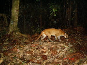 Asian golden cat. (C) WWF-Malaysia/Azlan Mohamed Asian golden cat. (C) WWF-Malaysia/Azlan Mohamed