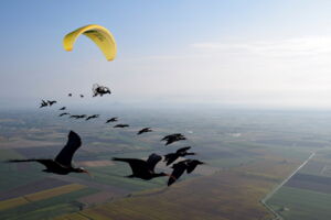 Assisted first migration of Northern Bald Ibises (photo by Helena Wehner)