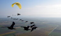 Assisted first migration of Northern Bald Ibises (photo by Helena Wehner)