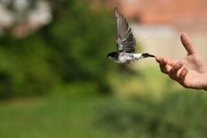 House martin tagged with an ATLAS transmitter for the recording of high-resolution movement data (photo: Marie Klett)