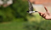 House martin tagged with an ATLAS transmitter for the recording of high-resolution movement data (photo: Marie Klett)