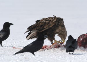 Adult white-tailed eagle (Haliaeetus albicilla) feeding on carcass. Photo: Oliver Krone Adult white-tailed eagle (Haliaeetus albicilla) feeding on carcass. Photo: Oliver Krone