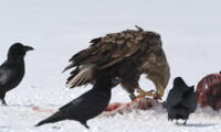 Adult white-tailed eagle (Haliaeetus albicilla) feeding on carcass. Photo: Oliver Krone