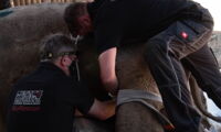 BioRescue Team at work, Leibniz-IZW