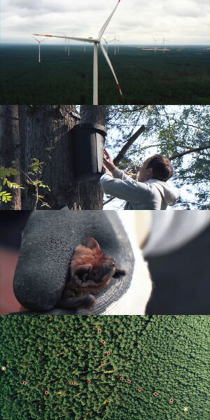 Field work with bats in a forest in Brandenburg, Germany (photos: Valentin Giebel) Field work with bats in a forest in Brandenburg, Germany (photos: Valentin Giebel)