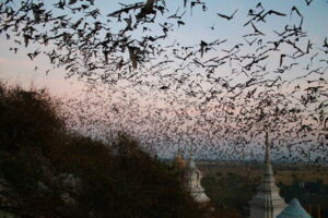Bats leaving a cave in rural Thailand (photo by Christian Voigt/Leibniz-IZW)