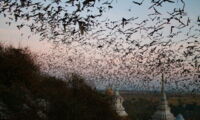 Bats leaving a cave in rural Thailand (photo by Christian Voigt/Leibniz-IZW)