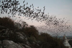 Bats emerging from a cave in Thailand, Author: CC Voigt / Leibniz-IZW Bats emerging from a cave in Thailand, Author: CC Voigt / Leibniz-IZW