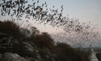 Bats emerging from a cave in Thailand, Author: CC Voigt / Leibniz-IZW