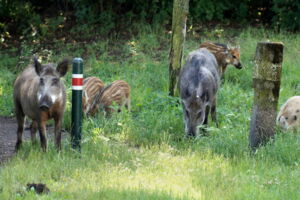 Wild boars in Berlin, Author: David Wiemer / Leibniz-IZW Wild boars in Berlin, Author: David Wiemer / Leibniz-IZW