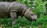 One of the few remaining Sumatran rhinos in a captive breeding facility in the Tabin Wildlife reserve. Photo: IZW