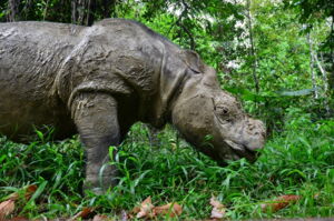 One of the few remaining Sumatran rhinos in a captive breeding facility in the Tabin Wildlife reserve. Photo: IZW One of the few remaining Sumatran rhinos in a captive breeding facility in the Tabin Wildlife reserve. Photo: IZW